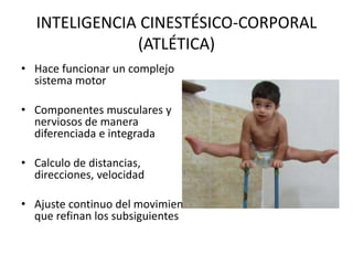 INTELIGENCIA CINESTÉSICO-CORPORAL
(ATLÉTICA)
• Hace funcionar un complejo
sistema motor
• Componentes musculares y
nerviosos de manera
diferenciada e integrada
• Calculo de distancias,
direcciones, velocidad
• Ajuste continuo del movimiento
que refinan los subsiguientes
 
