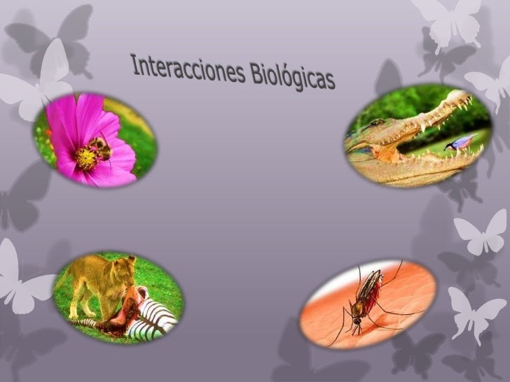 Interaccion biologics de los liquenes pdf