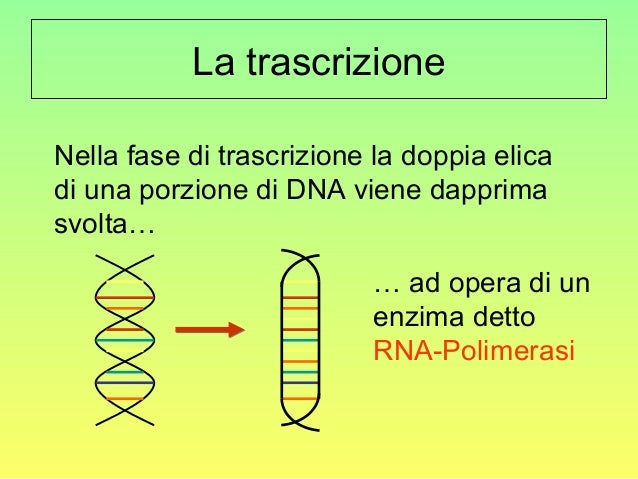 Dove Avviene La Sintesi Delle Proteine La sintesi delle proteine