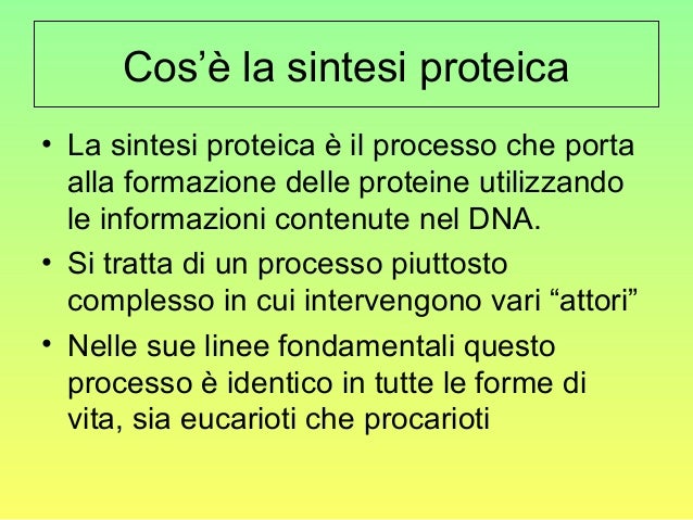 Dove Avviene La Sintesi Delle Proteine La sintesi delle proteine