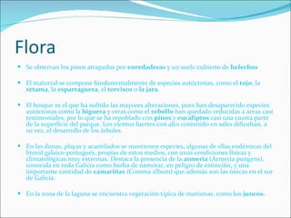 Flora Se observan los pinos atrapados por  enredaderas  y un suelo cubierto de  helechos El matorral se compone fundamentalmente de especies autóctonas, como el  tojo , la  retama , la  esparraguera , el  torvisco  o  la jara . El bosque es el que ha sufrido las mayores alteraciones, pues han desaparecido especies autóctonas como la  higuera  y otras como el  rebollo  han quedado reducidas a áreas casi testimoniales, por lo que se ha repoblado con  pinos  y  eucaliptos  casi una cuarta parte de la superficie del parque. Los vientos fuertes con alto contenido en sales dificultan, a su vez, el desarrollo de los árboles. En las dunas, playas y acantilados se mantienen especies, algunas de ellas endémicas del litoral galaico-portugués, propias de estos medios, con unas condiciones físicas y climatológicas muy extremas. Destaca la presencia de la  armeria  (Armeria pungens), conocida en toda Galicia como herba de namorar, en peligro de extinción, y una importante cantidad de  camariñas  (Corema album) que además son las únicas en el sur de Galicia. En la zona de la laguna se encuentra vegetación típica de marismas, como los  juncos. 