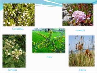Camariñas Torvisco Tojo Armeria Juncos 