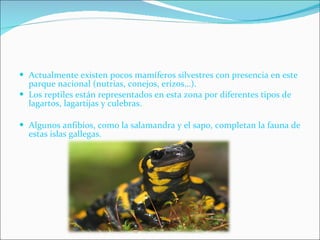 Actualmente existen pocos mamíferos silvestres con presencia en este parque nacional (nutrias, conejos, erizos…). Los reptiles están representados en esta zona por diferentes tipos de lagartos, lagartijas y culebras. Algunos anfibios, como la salamandra y el sapo, completan la fauna de estas islas gallegas. 
