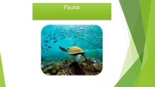Fauna
 
