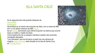 ISLA SANTA CRUZ
Es la segunda isla más grande después de
Isla Isabela
Galápagos.
Se localiza en el centro del conjunto de islas, con un área de 986
km2 y una altitud máxima de 864 msnm.
Es un volcán durmiente cuya última erupción se estima que ocurrió
hace un millón y medio de años.
Como testimonio de su pasado volcánico existen dos enormes
cavidades llamadas.
"Los Gemelos" que se formaron a partir de una cámara de
magma. Bahía Tortuga está situada en la isla de Santa Cruz,
en Puerto Ayora
 