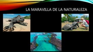 LA MARAVILLA DE LA NATURALEZA
 