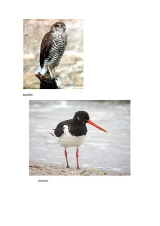 Gavilán




          Ostrero
 