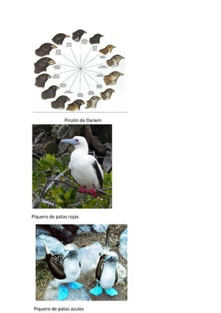 Pinzón de Darwin




Piquero de patas rojas




 Piquero de patas azules
 
