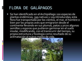 FLORA DE GALÁPAGOS
 Se han identificado en el Archipiélago 220 especies de
plantas endémicas, 399 nativas y 119 introducidas; esta
flora fue transportada por los vientos, el mar, el hombre o
bien por las propias aves que emigraron desde el
continente llevando en sus plumas, patas y picos algunas
semillas y esporas que pudieron germinar en el suelo
insular, modificando, con el transcurrir del tiempo, su
propia estructura y fisiología como resultado de su
aclimatación al nuevo medio de vida.
 