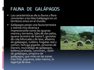 FAUNA DE GALÁPAGOS
 Las características de su fauna y flora
convierten a las IslasGalápagos en un
territorio único en el mundo.
 Galápagos posee una fauna terrestre
y marina muy diversa e
impresionante como las iguanas
marina y terrestre, lobo de dos pelos,
iguana terrestre de Santa F, gaviotas
de cola bifurcada y de lava, albatros
de galápagos, culebra, fragatas real y
común, tortuga gigante, pinzones de
Darwin, murciélago de galápagos,
ballena jorobada, cormorán,, ratón
de galápagos, pingüino de
galápagos, que viven en las zonas
más frías, piqueros, lobo marino, la
lagartija de lava.
 