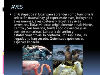AVES
 En Galápagos el lugar para aprender como funciona la
selección natural hay 58 especies de aves, incluyendo
aves marinas, aves costeras y lacustres y aves
terrestres.Todas vinieron originalmente desde Norte,
Centro y Sur América, traídas por los vientos y las
corrientes marinas. La teoría del arribo y
establecimiento así lo confirma. Por supuesto, las
llegadas no han cesado. Quién sabe qué nuevas
especies llegarán.
 