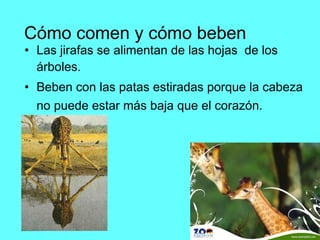 Cómo comen y cómo beben Las jirafas se alimentan de las hojas  de los árboles. Beben con las patas estiradas porque la cabeza no puede estar más baja que el corazón.   
