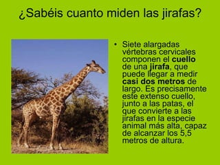 ¿Sabéis cuanto miden las jirafas? Siete alargadas vértebras cervicales componen el  cuello  de una  jirafa , que puede llegar a medir  casi dos metros  de largo. Es precisamente este extenso cuello, junto a las patas, el que convierte a las jirafas en la especie animal más alta, capaz de alcanzar los 5,5 metros de altura. 