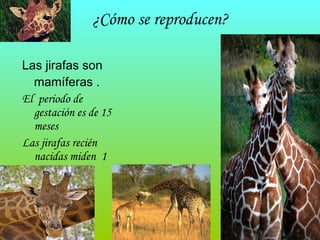 ¿Cómo se reproducen? Las jirafas son mamíferas . El  periodo de gestación es de 15 meses Las jirafas recién nacidas miden  1 metro 80 centímetros 