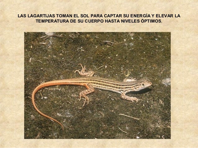LAS LAGARTIJAS
