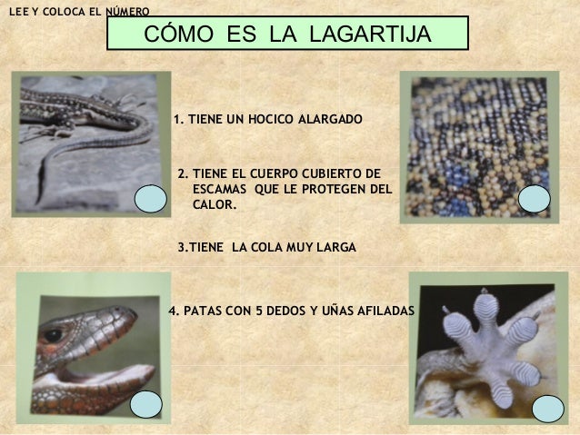 LAS LAGARTIJAS