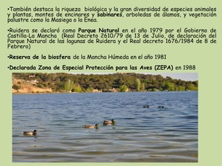 •También destaca la riqueza biológica y la gran diversidad de especies animales
y plantas, montes de encinares y sabinares, arboledas de álamos, y vegetación
palustre como la Masiega o la Enea.
•Ruidera se declaró como Parque Natural en el año 1979 por el Gobierno de
Castilla-La Mancha (Real Decreto 2610/79 de 13 de Julio, de declaración del
Parque Natural de las lagunas de Ruidera y el Real decreto 1676/1984 de 8 de
Febrero)
•Reserva de la biosfera de la Mancha Húmeda en el año 1981
•Declarada Zona de Especial Protección para las Aves (ZEPA) en 1988
 