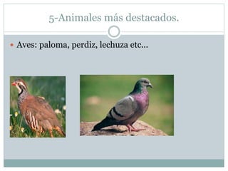 5-Animales más destacados.
 Aves: paloma, perdiz, lechuza etc...
 