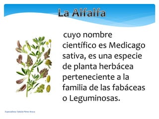 Especialista: Fabiola Pérez Aroca
cuyo nombre
científico es Medicago
sativa, es una especie
de planta herbácea
perteneciente a la
familia de las fabáceas
o Leguminosas.
 