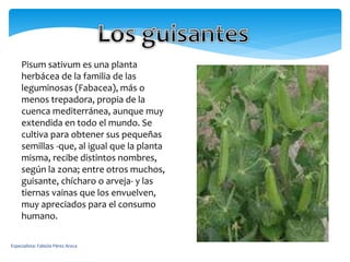 Especialista: Fabiola Pérez Aroca
Pisum sativum es una planta
herbácea de la familia de las
leguminosas (Fabacea), más o
menos trepadora, propia de la
cuenca mediterránea, aunque muy
extendida en todo el mundo. Se
cultiva para obtener sus pequeñas
semillas -que, al igual que la planta
misma, recibe distintos nombres,
según la zona; entre otros muchos,
guisante, chícharo o arveja- y las
tiernas vainas que los envuelven,
muy apreciados para el consumo
humano.
 