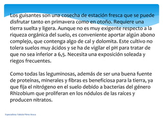 Especialista: Fabiola Pérez Aroca
Los guisantes son una cosecha de estación fresca que se puede
disfrutar tanto en primavera como en otoño. Requiere una
tierra suelta y ligera. Aunque no es muy exigente respecto a la
riqueza orgánica del suelo, es conveniente aportar algún abono
complejo, que contenga algo de cal y dolomita. Este cultivo no
tolera suelos muy ácidos y se ha de vigilar el pH para tratar de
que no sea inferior a 6,5. Necesita una exposición soleada y
riegos frecuentes.
Como todas las leguminosas, además de ser una buena fuente
de proteínas, minerales y fibras es beneficiosa para la tierra, ya
que fija el nitrógeno en el suelo debido a bacterias del género
Rhizobium que proliferan en los nódulos de las raíces y
producen nitratos.
 