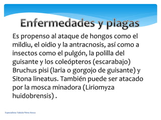Especialista: Fabiola Pérez Aroca
Es propenso al ataque de hongos como el
mildiu, el oidio y la antracnosis, así como a
insectos como el pulgón, la polilla del
guisante y los coleópteros (escarabajo)
Bruchus pisi (laria o gorgojo de guisante) y
Sitona lineatus. También puede ser atacado
por la mosca minadora (Liriomyza
huidobrensis) .
 