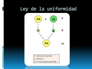 Ley de la uniformidad
 