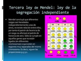 Tercera ley de Mendel: ley de la
segregación independiente
 Mendel concluyó que diferentes
rasgos son heredados
independientemente unos de
otros, no existe relación entre ellos,
por tanto el patrón de herencia de
un rasgo no afectará al patrón de
herencia de otro. Sólo se cumple en
aquellos genes que no están
ligados (en diferentes
cromosomas) o que están en
regiones muy separadas del mismo
cromosoma. Es decir, siguen las
proporciones 9:3:3:1.
 
