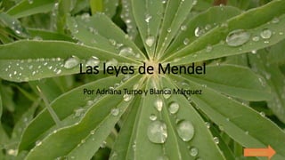 Las leyes de Mendel
Por Adriana Turpo y Blanca Márquez
siguiente
 
