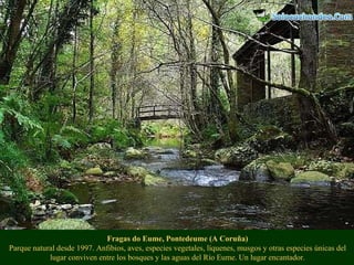 Fragas do Eume, Pontedeume (A Coruña) Parque natural desde 1997. Anfibios, aves, especies vegetales, líquenes, musgos y ot...