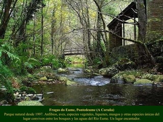 Fragas do Eume, Pontedeume (A Coruña) Parque natural desde 1997. Anfibios, aves, especies vegetales, líquenes, musgos y otras especies únicas del lugar conviven entre los bosques y las aguas del Río Eume. Un lugar encantador. 