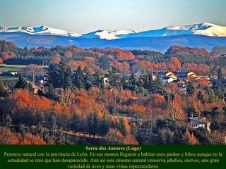 Serra dos Ancares (Lugo)
Frontera natural con la provincia de León. En sus montes llegaron a habitar osos pardos y lobos aunque en la
actualidad se cree que han desaparecido. Aún así este entorno natural conserva jabalíes, ciervos, una gran
variedad de aves y unas vistas espectaculares.
 