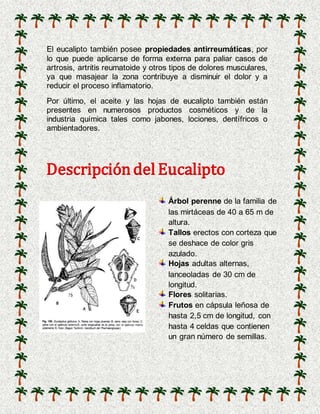 El eucalipto también posee propiedades antirreumáticas, por
lo que puede aplicarse de forma externa para paliar casos de
artrosis, artritis reumatoide y otros tipos de dolores musculares,
ya que masajear la zona contribuye a disminuir el dolor y a
reducir el proceso inflamatorio.
Por último, el aceite y las hojas de eucalipto también están
presentes en numerosos productos cosméticos y de la
industria química tales como jabones, lociones, dentífricos o
ambientadores.
DescripcióndelEucalipto
Árbol perenne de la familia de
las mirtáceas de 40 a 65 m de
altura.
Tallos erectos con corteza que
se deshace de color gris
azulado.
Hojas adultas alternas,
lanceoladas de 30 cm de
longitud.
Flores solitarias.
Frutos en cápsula leñosa de
hasta 2,5 cm de longitud, con
hasta 4 celdas que contienen
un gran número de semillas.
 