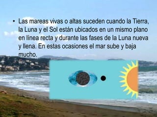 • Las mareas vivas o altas suceden cuando la Tierra,
la Luna y el Sol están ubicados en un mismo plano
en línea recta y durante las fases de la Luna nueva
y llena. En estas ocasiones el mar sube y baja
mucho.
 