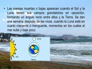 • Las mareas muertas o bajas aparecen cuando el Sol y la
Luna tienen sus campos gravitatorios en oposición,
formando un ángulo recto entre ellos y la Tierra. Se dan
una semana después de las vivas, cuando la Luna está en
cuarto creciente o menguante, momentos en los cuales el
mar sube y baja poco.
 