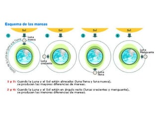 Las mareas