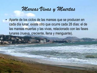 Mareas Vivas y Muertas
• Aparte de los ciclos de las mareas que se producen en
cada día lunar, existe otro que ocurre cada 28 días: el de
las mareas muertas y las vivas, relacionado con las fases
lunares (nueva, creciente, llena y menguante).
 