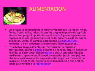 ALIMENTACIONLas orugas se alimentan de la materia vegetal que las rodea: hojas, flores, frutos, tallos, raíces, lo que les da gran importancia agrícola al constituir plagas importantes a cultivos.[4] Algunas especies son capaces de minar (generar túneles) en las superficies de las que se alimentan. Otras, en cambio, aprovechan las manufacturas humanas, o bien productos almacenados (harinas, granos...).Los adultos, (cuya alimentación, derivada de su capacidad masticatoria, abarca a polen, esporas de hongos, etc), se alimentan libando, es decir, absorbiendo néctar u otras sustancias líquidas mediante su aparato bucal lamedor-chupador (espiritrompa). No obstante, existen especies cuyo ciclo vital exige una corta fase de imago: en estos casos, el adulto ni se alimenta, sino que destina todas sus energías a la reproducción