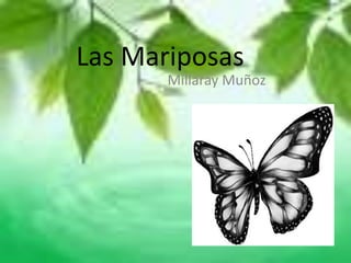 Las Mariposas Millaray Muñoz 