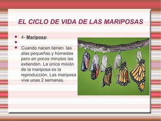 EL CICLO DE VIDA DE LAS MARIPOSAS


4- Mariposa:




Cuando nacen tienen las
alas pequeñas y húmedas
pero en pocos minutos las
extienden. La única misión
de la mariposa es la
reproducción. Las mariposa
vive unas 2 semanas.

 