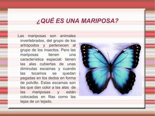 ¿QUÉ ES UNA MARIPOSA?
Las mariposas son animales
invertebrados, del grupo de los
artrópodos y pertenecen al
grupo de los insectos. Pero las
mariposas
tienen
una
característica especial: tienen
las alas cubiertas de unas
diminutas escamas y cuando
las
tocamos
se
quedan
pegadas en los dedos en forma
de polvillo. Estas escamas son
las que dan color a las alas de
las
mariposas
y
están
colocadas en filas como las
tejas de un tejado.

 