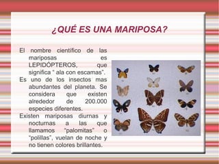 ¿QUÉ ES UNA MARIPOSA?
El nombre científico de las
mariposas
es
LEPIDÓPTEROS,
que
significa “ ala con escamas”.
Es uno de los insectos mas
abundantes del planeta. Se
considera
que
existen
alrededor
de
200.000
especies diferentes.
Existen mariposas diurnas y
nocturnas
a
las
que
llamamos
“palomitas”
o
“polillas”, vuelan de noche y
no tienen colores brillantes.

 