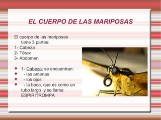 EL CUERPO DE LAS MARIPOSAS
El cuerpo de las mariposas
tiene 3 partes:
1- Cabeza
2- Tórax
3- Abdomen





1- Cabeza: se encuentran:
- las antenas
- los ojos
- la boca, que es como un
tubo largo y se llama
ESPIRITROMPA

 