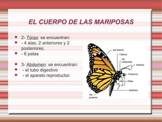 EL CUERPO DE LAS MARIPOSAS







2- Tórax: se encuentran:
- 4 alas, 2 anteriores y 2
posteriores.
- 6 patas
3- Abdomen: se encuentran:
- el tubo digestivo
- el aparato reproductor.

 