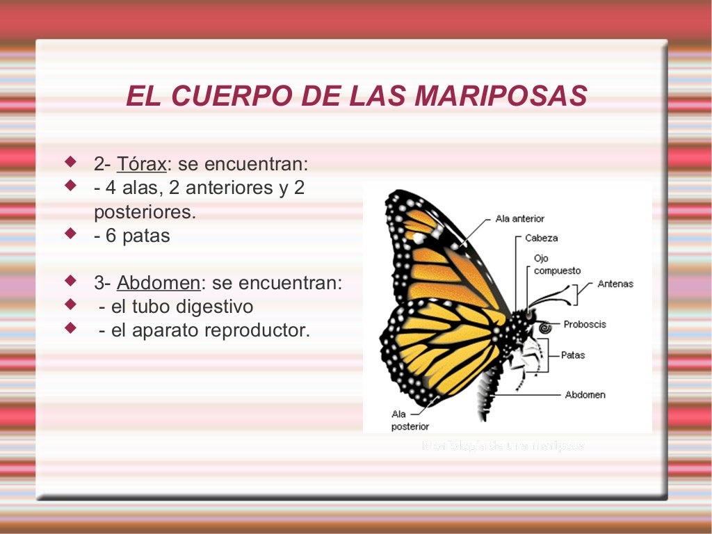 Las mariposas Las mariposas