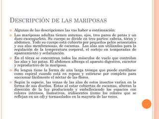 DESCRIPCIÓN DE LAS MARIPOSAS
 Algunas de las descripciones las vas haber a continuación:
 Las mariposas adultas tienen antenas, ojos, tres pares de patas y un
duro exoesqueleto. Su cuerpo se divide en tres partes: cabeza, tórax y
abdomen. Todo su cuerpo está cubierto por pequeños pelos sensoriales
y sus alas membranosas, de escamas. Las alas son utilizadas para la
regulación de la temperatura corporal, el cortejo en temporadas de
apareamiento y señalización.
 En el tórax se concentran todos los músculos de vuelo que controlan
las alas y las patas. El abdomen alberga el aparato digestivo, excretor
y reproductivo de la mariposa.
 Su lengua tiene la forma de una larga trompa que puede enrollarse
como espiral cuando está en reposo y estirarse por completo para
succionar fácilmente el néctar de las flores.
 Según la especie, las venas de las alas de estos insectos varían en la
forma de sus diseños. Estas al estar cubiertas de escamas, alteran la
dirección de la luz produciendo y embelleciendo los espacios con
colores intensos, llamativos, iridiscentes (como los colores que se
reflejan en un cd) y tornasolados en la mayoría de las veces.
 