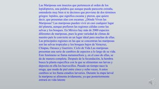 Las Mariposas son insectos que pertenecen al orden de los 
lepidópteros, una palabra que aunque puede parecerte extraña, 
entenderás muy bien si te decimos que proviene de dos términos 
griegos: lepidos, que significa escama y pteron, que quiere 
decir, que presentan alas con escamas. ¿Dónde Viven las 
Mariposas? Las mariposas pueden vivir en casi cualquier lugar 
del planeta, aunque prefieren las regiones cálidas como las 
selvas y los bosques. En México hay más de 2000 especies 
diferentes de mariposas, pues la gran variedad de climas de 
nuestro país lo convierte en un lugar ideal para muchas de ellas. 
Las principales regiones en las que se concentran las mariposas 
son las selvas tropicales y los bosques bajos de Veracruz, 
Chiapas, Oaxaca y Guerrero. Ciclo de Vida Las mariposas 
presentan una serie de cambios de aspectos a lo largo de su vida. 
Este fenómeno se llama metamorfosis y, en el caso de ellas, se 
da de manera completa. Después de la fecundación, la hembra 
busca la planta específica con la que se alimentan sus larvas y 
deposita en ella los huevecillos. Pasado un tiempo nace la 
oruga, que muda de piel entre cinco y ocho veces. A estos 
cambios se les llama estadios larvarios. Durante la etapa larval 
la mariposa se alimenta ávidamente, ya que posteriormente 
entrará en vida latente 
 