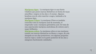 Mariposa tigre. La mariposa tigre es una fuerte 
voladora que posee marcas distintivas en forma de rayas 
amarillas y negras en las alas y el cuerpo. Algunas 
hembras son de color marrón o negro, imitando a la 
mariposa tigre. 
Mariposa Ulises. La mariposa Ulises es también 
conocida como la mariposa azul de montaña, el 
emperador azul y mariposa golondrina azul. Se trata de 
una espectacular mariposa australiana de colores azul y 
negro brillantes. 
Mariposa cebra. La mariposa cebra es una mariposa 
común con marcas distintivas en blanco y negro, de cola 
alargada en sus alas posteriores, con algunas pequeñas 
marcas rojas y azules en la parte posterior de las alas y 
márgenes fuertemente ondulados. 
 