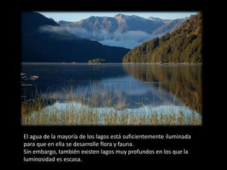 El agua de la mayoría de los lagos está suficientemente iluminada
para que en ella se desarrolle flora y fauna.
Sin embargo, también existen lagos muy profundos en los que la
luminosidad es escasa.
 