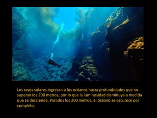 Los rayos solares ingresan a los océanos hasta profundidades que no
superan los 200 metros, por lo que la luminosidad disminuye a medida
que se desciende. Pasados los 200 metros, el océano se oscurece por
completo.
 